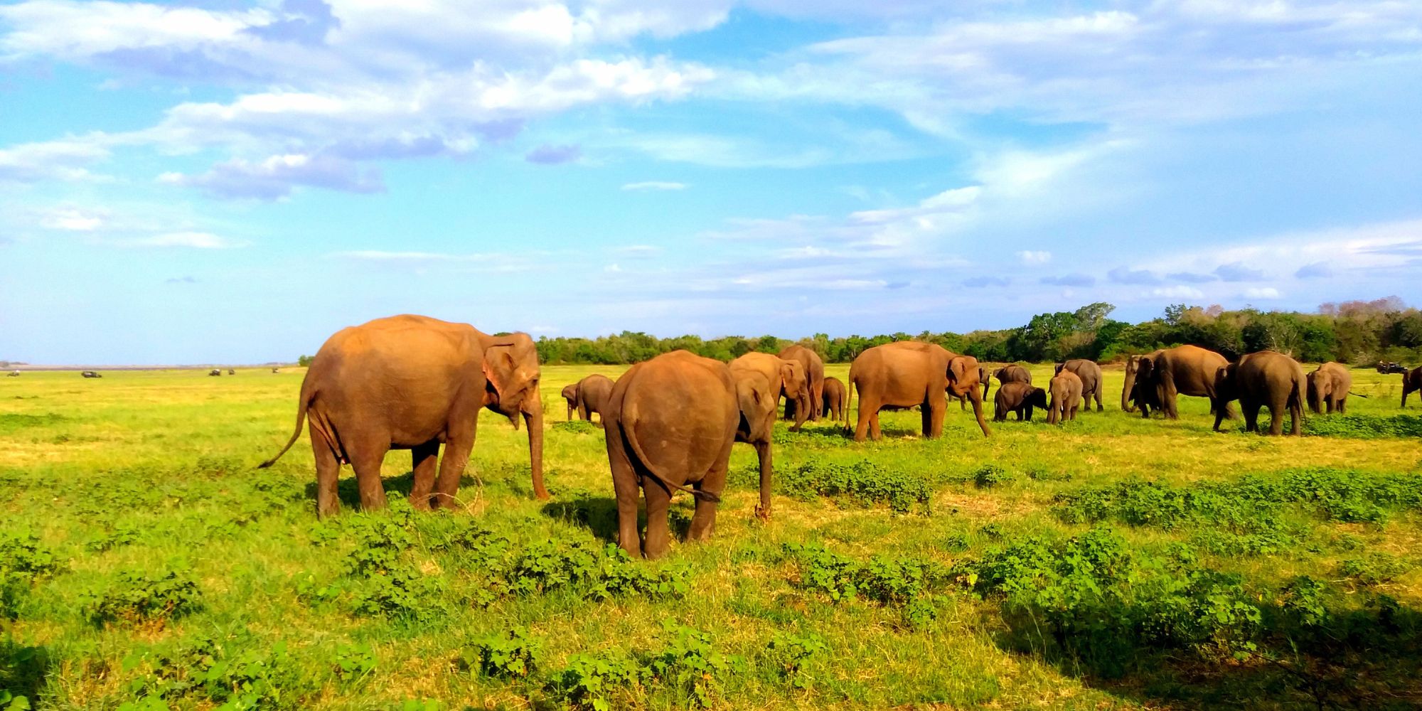 Ella Nine Arch Bridge